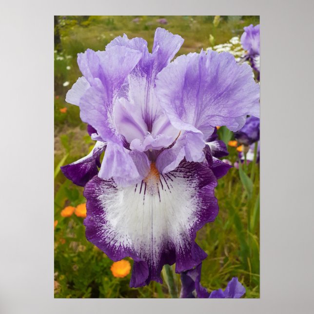 Póster Hermoso Poster Jardín de Flores Iris Morado (Frente)