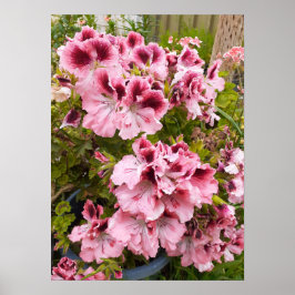 Póster Hermoso Poster Jardín de Flores Peach Pelargonium