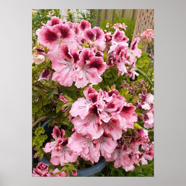 Póster Hermoso Poster Jardín de Flores Peach Pelargonium (Frente)
