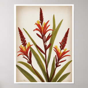 Póster Hermoso Poster Kangaroo Paw Flower Wall