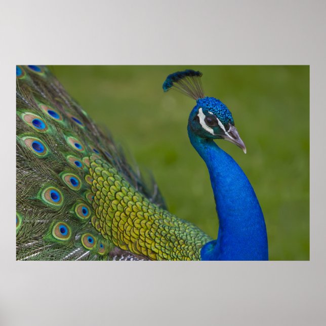 Póster Hermoso Poster Peacock (Frente)