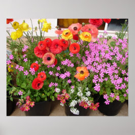 Póster Hermoso Poster Rannunculus Spring Flower Garden