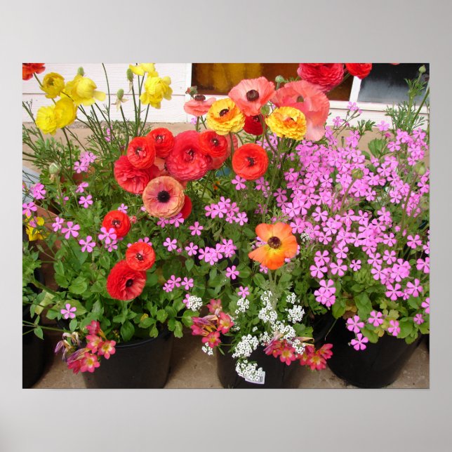 Póster Hermoso Poster Rannunculus Spring Flower Garden (Frente)