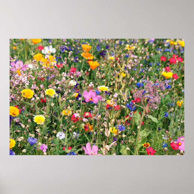 Póster hermoso prado colorido de flores silvestres (Frente)