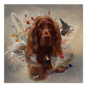 Póster Hermoso Red Setter Irlandés