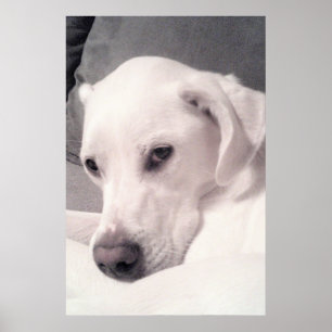 Póster Hermoso Regal Blanco Labrador Mezcla Perro Gris Po