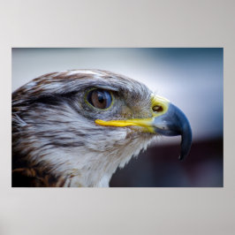Póster Hermoso retrato de halcón