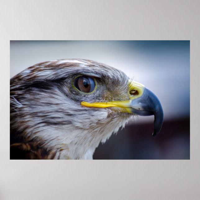 Póster Hermoso retrato de halcón (Frente)