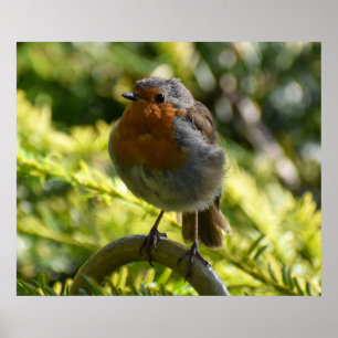 Póster Hermoso Robin