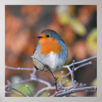 Hermoso Robin europeo