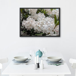 Póster Hermoso Rododendro Blanco florece