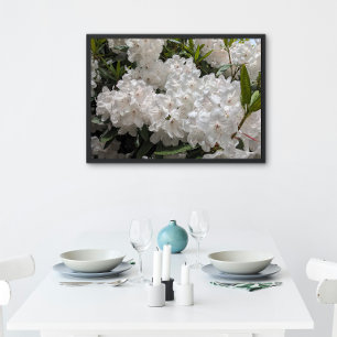Póster Hermoso Rododendro Blanco florece