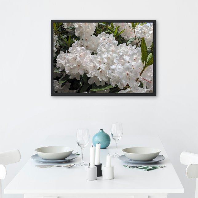 Póster Hermoso Rododendro Blanco florece (In Situ (Framed))