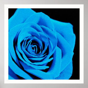 Póster Hermoso rosa azul