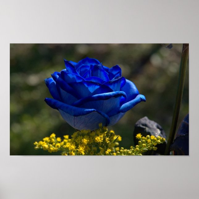 Póster Hermoso Rosa azul 1 (Frente)
