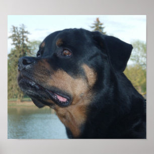 Póster Hermoso Rottweiler