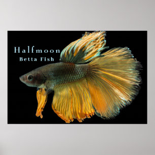 Póster Hermoso Siamés luchando contra el pescado Betta Ha