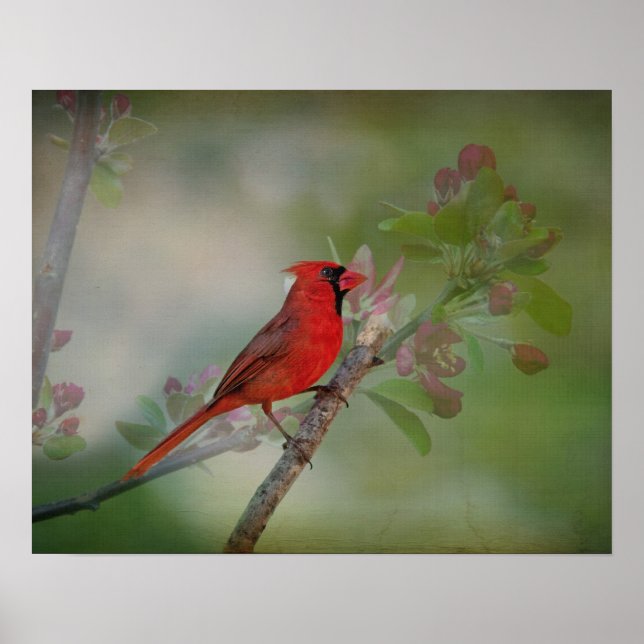 Póster Hermoso Sr. Cardinal (Frente)