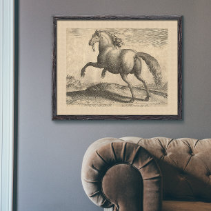 Póster Hermoso Stallion español antiguo elegante