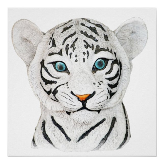 Póster Hermoso Tigre Blanco Con Ojos Azules (Anverso)
