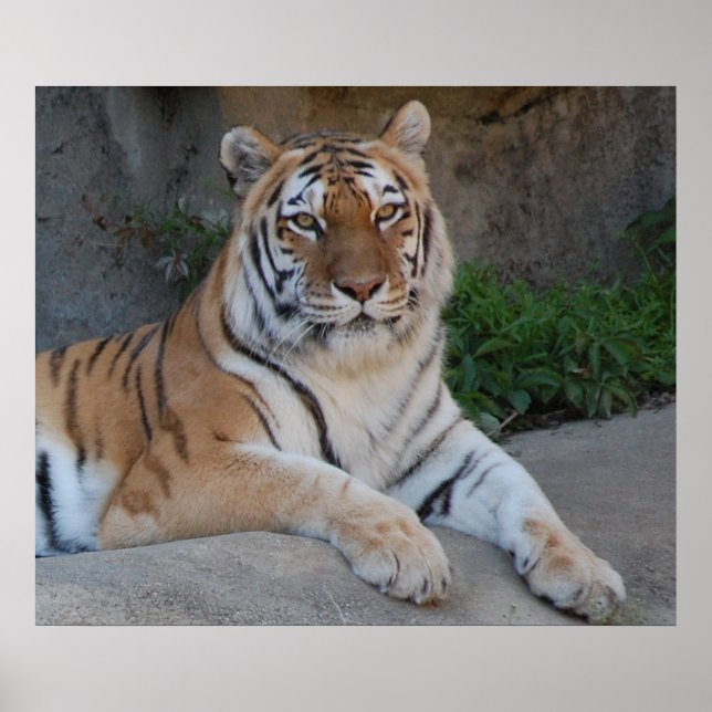 Póster Hermoso tigre de Bengala (Frente)