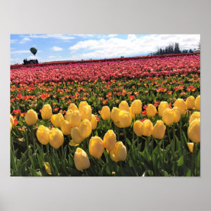 Póster Hermoso Tulip Field con globo de aire caliente, Or