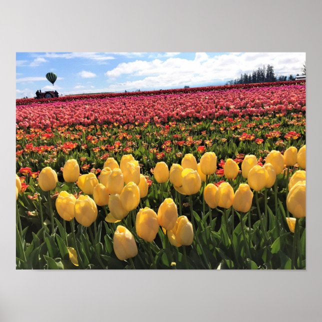 Póster Hermoso Tulip Field con globo de aire caliente, Or (Frente)