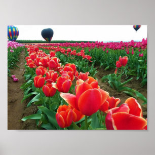 Póster Hermoso Tulip Field con globos de aire caliente