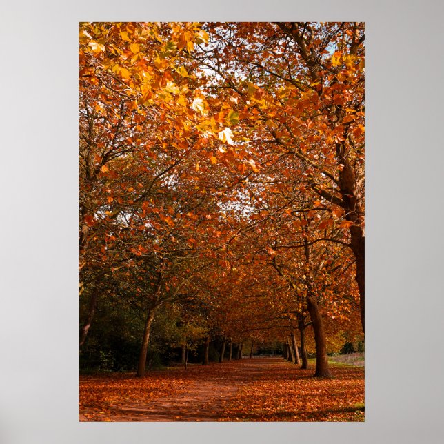 Póster Hermosos árboles caídos (Frente)