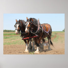 Póster Hermosos caballos de Clydesdale arando