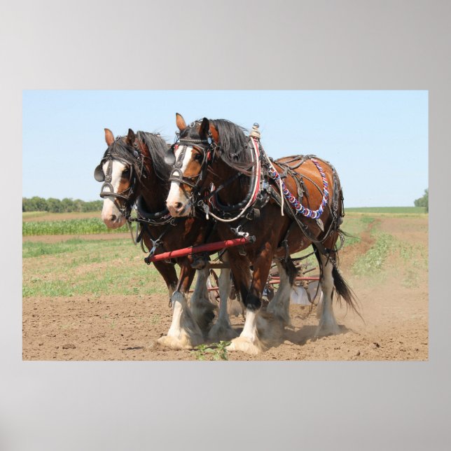 Póster Hermosos caballos de Clydesdale arando (Frente)