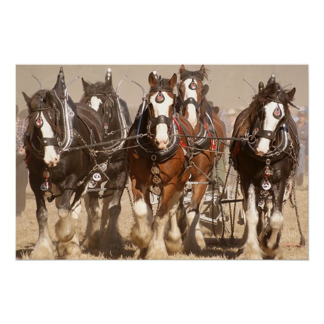 Póster Hermosos caballos de Clydesdale que avanzan - Trab (Anverso)