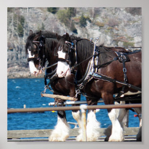 Póster Hermosos caballos de trabajo de arnés belgas