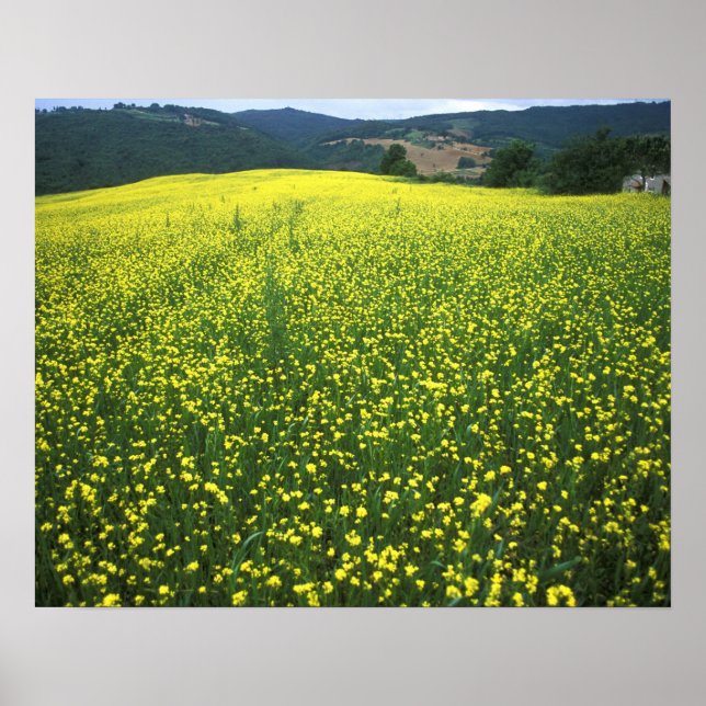 Póster Hermosos campos amarillos cubiertos de flores de S (Frente)
