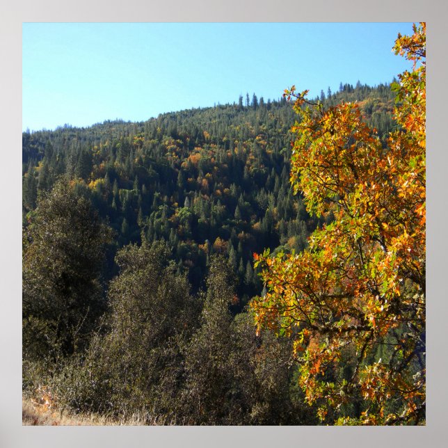 Póster Hermosos colores de otoño..... (Frente)