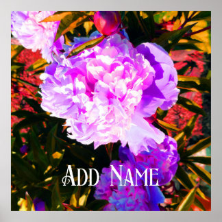 Póster Hermosos Peonies Rosados