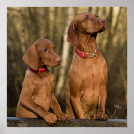 Póster Hermosos perros deportivos de Vizsla