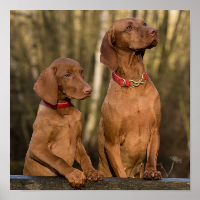 Póster Hermosos perros deportivos de Vizsla (Frente)