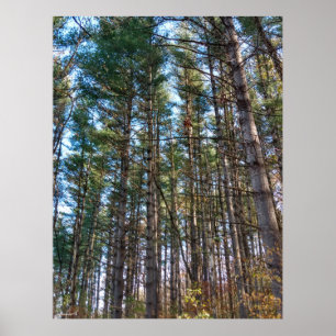 Póster Hermosos Pinos Árboles