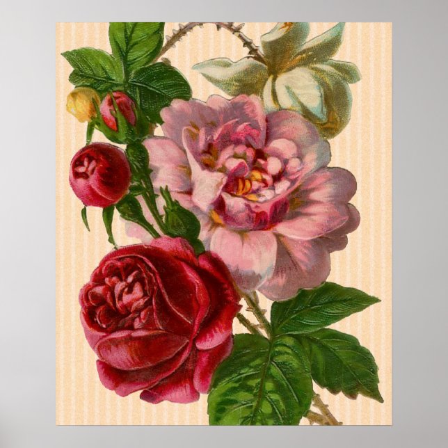 Póster Hermosos Rosas coloridos (Frente)