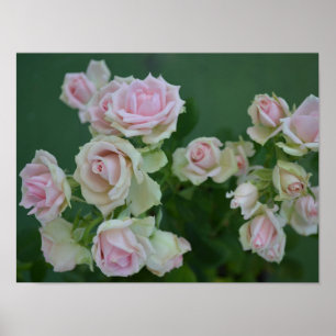 Póster Hermosos rosas de jardín rosa claro