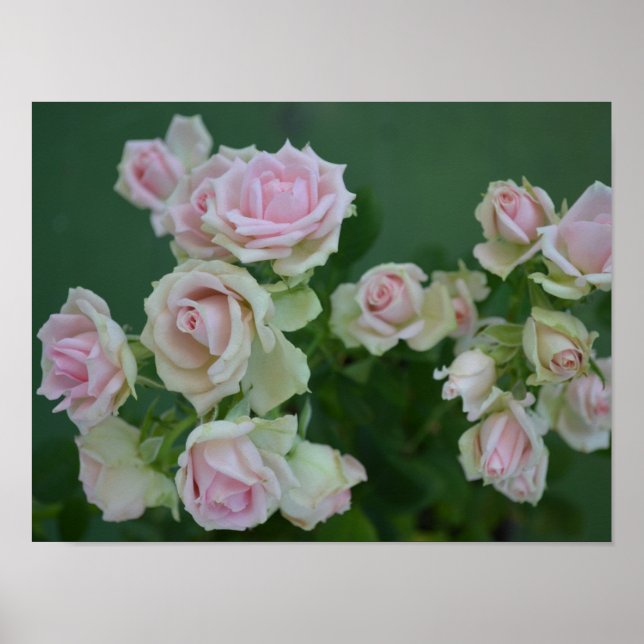 Póster Hermosos rosas de jardín rosa claro (Frente)