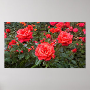 Póster Hermosos Rosas, Portland, Oregón