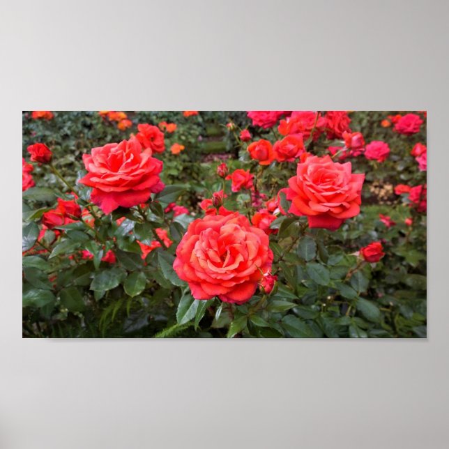 Póster Hermosos Rosas, Portland, Oregón (Frente)