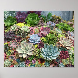 Póster Hermosos Suculentos