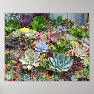 Póster Hermosos Suculentos