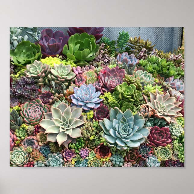 Póster Hermosos Suculentos (Frente)