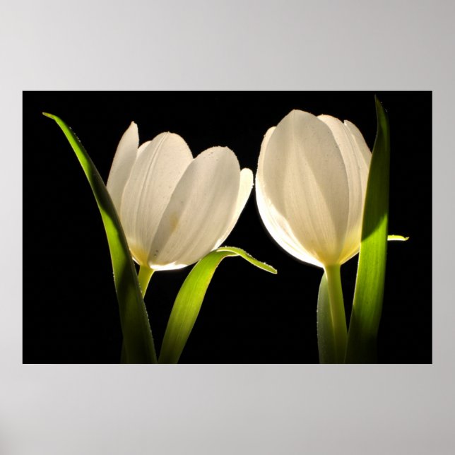 Póster Hermosos tulipanes blancos sobre fondo negro (Frente)