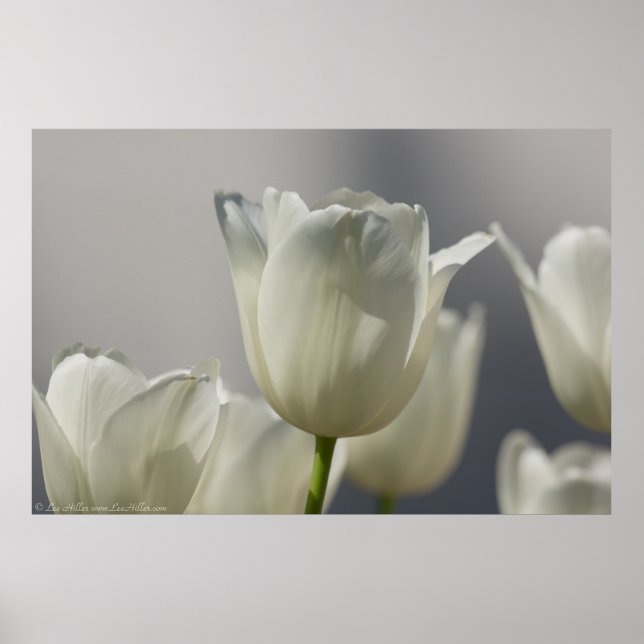 Póster Hermosos Tulipanes de Primavera Blanca (Frente)