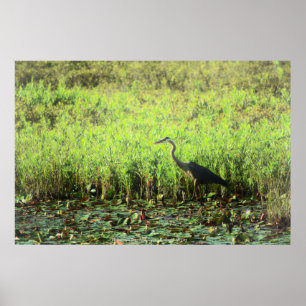 Póster Heron 6449